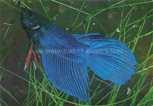 AK / Ansichtskarte  Fische Fish Poissons Peces Pesci-- Combattant Bleu