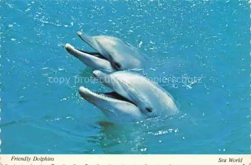 AK / Ansichtskarte  Delphine Dolphins Dauphins Delfines Sea World Orlando San Diego 