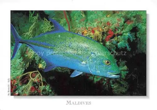 AK / Ansichtskarte  Fische Fish Poissons Peces Pesci-- Maldives Bluefin Trevally