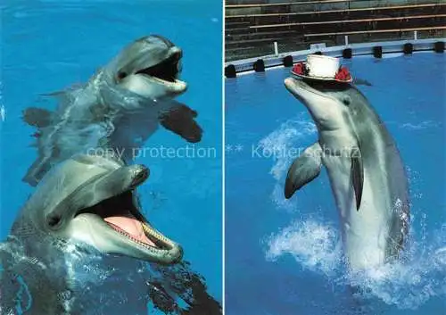 AK / Ansichtskarte  Delfine Delphine Dolphins Dauphins Delfines Kinderzoo Rapperswil Schweiz