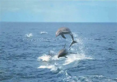 AK / Ansichtskarte  Delfine Delphine Dolphins Dauphins Delfines Meer