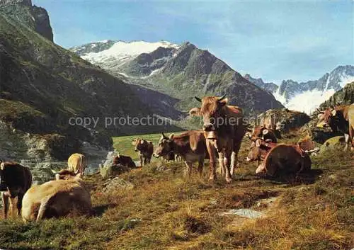 AK / Ansichtskarte  Kuehe au der Alp