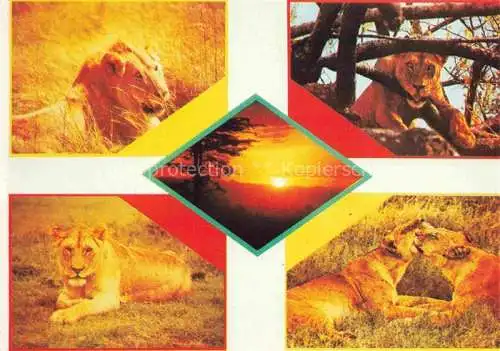 AK / Ansichtskarte  Loewe Lion-- East Africa