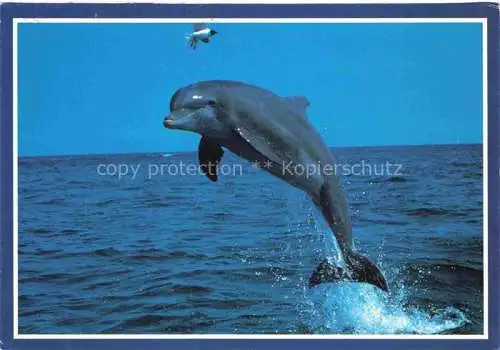 AK / Ansichtskarte  Delphine Dolphins Dauphins Delfines 