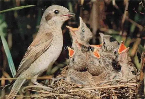 AK / Ansichtskarte  Voegel Birds Oiseaux les pies grièches Haut Rhin