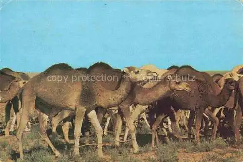 AK / Ansichtskarte  Kamele  Camel Chameau-- Sud Tunisien Caravane