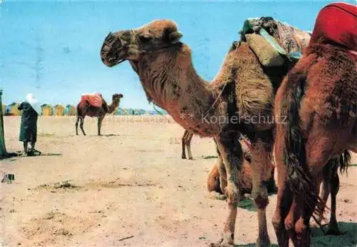 AK / Ansichtskarte  Kamele  Camel Chameau-- Nabeul Plage Tunisien