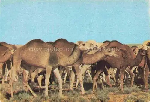 AK / Ansichtskarte  Kamele  Camel Chameau-- Sud Tunisien Caravane 