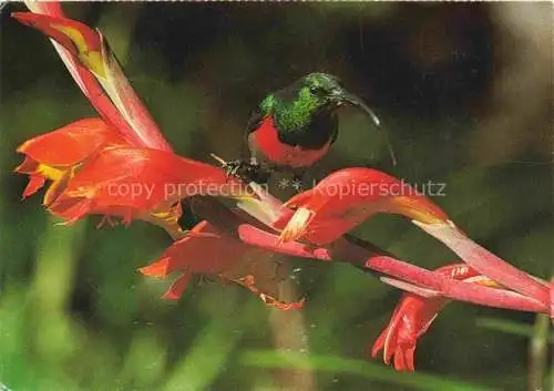 AK / Ansichtskarte  Voegel Birds Oiseaux Gladiolus Swaardlelie 