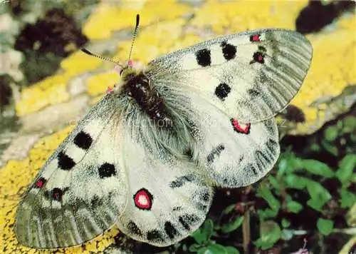 AK / Ansichtskarte  Schmetterlinge Apollon Apollovinder