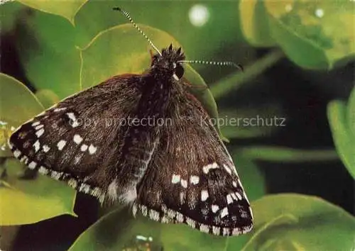 AK / Ansichtskarte  Schmetterlinge Dikkopvlinder Skipper