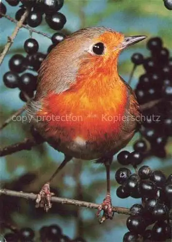 AK / Ansichtskarte  Voegel Birds Oiseaux Rot Braun 