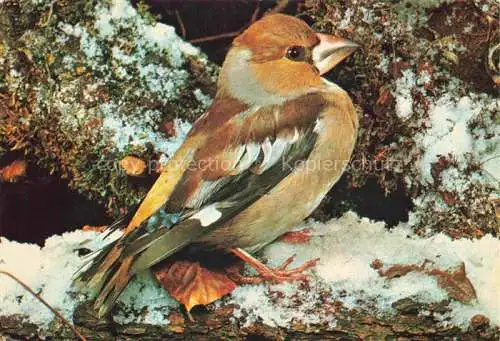 AK / Ansichtskarte  Voegel Birds Oiseaux Jeunesse au plein air Le Gros Bec Oiseaux de nous Passereaux