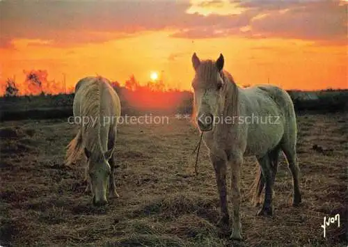 AK / Ansichtskarte  PFERDE Horses Cheval France Coucher de soleil Camargue