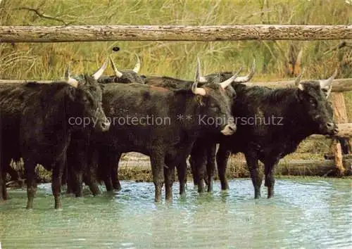 AK / Ansichtskarte  Stiere En camargue 