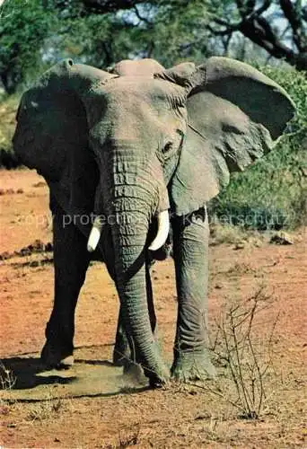 AK / Ansichtskarte  Elefant Faune Africaine 