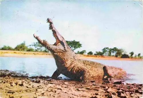 AK / Ansichtskarte  Krokodile Faune Africaine Alligator