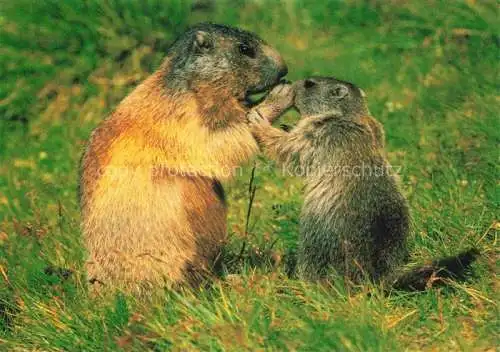 AK / Ansichtskarte  Murmeltier Marmots