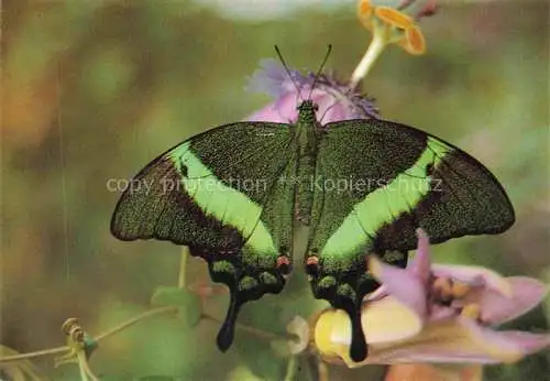 AK / Ansichtskarte  Schmetterlinge Papillio palinurus Phillippines