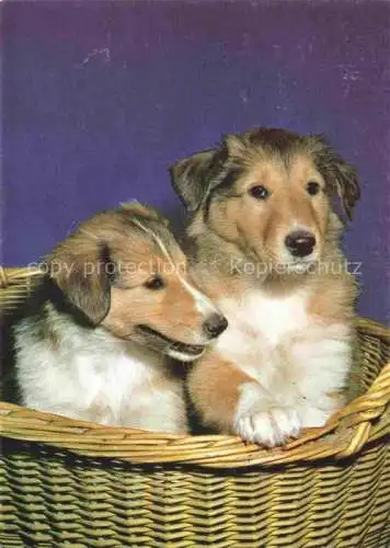 AK / Ansichtskarte  Hunde dogs chiens baby Collie