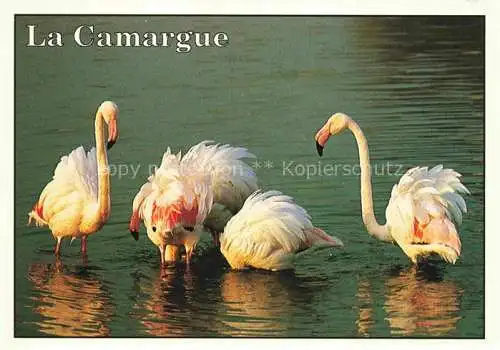 AK / Ansichtskarte  Flamingo La Camargue 