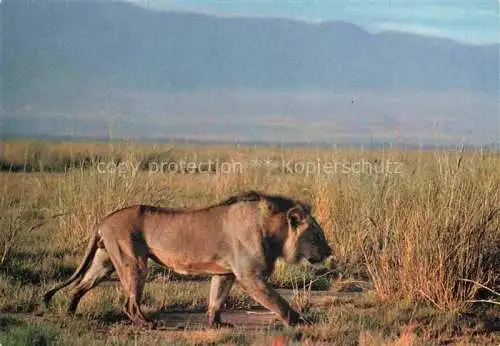 AK / Ansichtskarte  Loewe Lion-- Faune Africaine