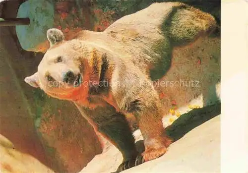 AK / Ansichtskarte  Baer  Ours Orso Tiere Braun Syrian 