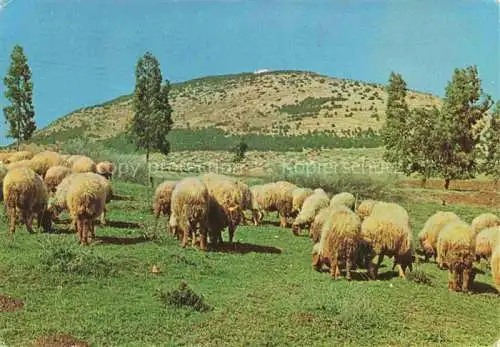 AK / Ansichtskarte  Schaeferei Sheperding Bergerie-- Mount Tabor 