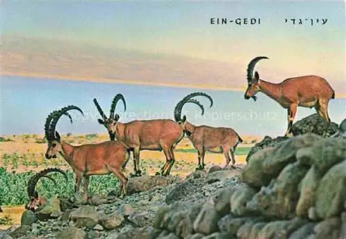 AK / Ansichtskarte  Gemsen Steinbock Capricorn Capricorne Capricornio-- Ein Gedi Nibian Ibex