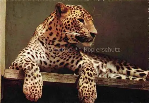 AK / Ansichtskarte  TIERE Animals Animaux Animales Animali-- Leopard