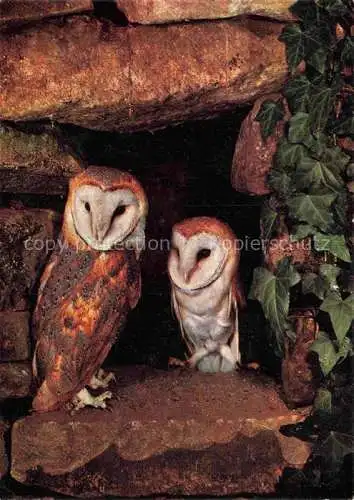 AK / Ansichtskarte  Eule Owl Hibou Chouette-- Schleiereuoeen Hibous Barn owls