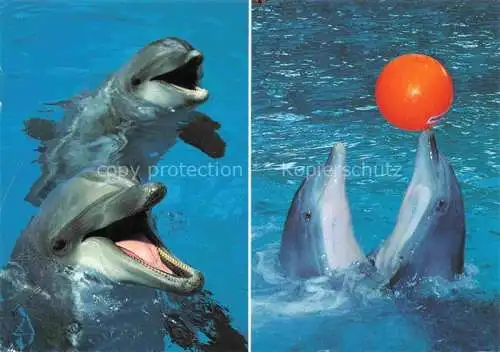 AK / Ansichtskarte  Delfine Delphine Dolphins Dauphins Delfines Knies Kinderzoo Rapperswil Schweiz