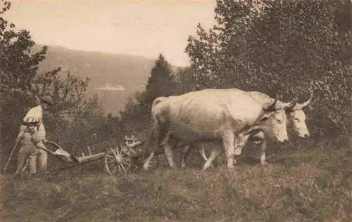 AK / Ansichtskarte  Landwirtschaft Bullen St. Claude