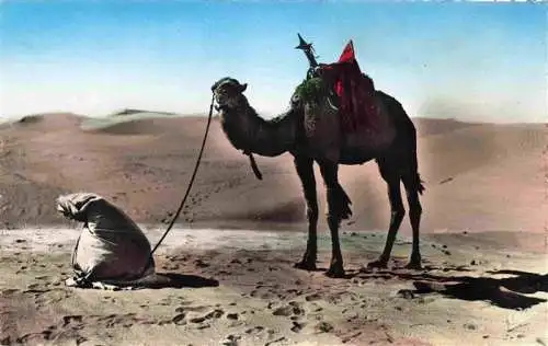 AK / Ansichtskarte  Kamele  Camel Chameau-- Scenes Types Wueste