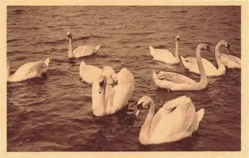 AK / Ansichtskarte  Schwaene Cygnes Cigni Cisnes-- Hamburg Rembrandt