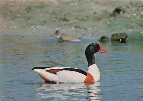 AK / Ansichtskarte  Enten Brandgans Tadorne de Belon