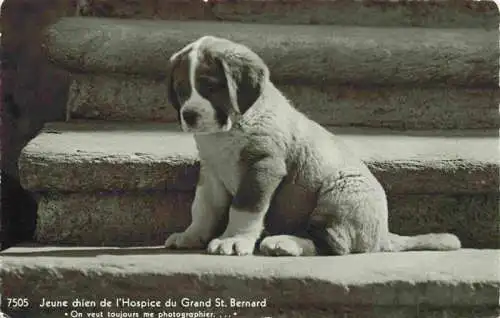 AK / Ansichtskarte  Hunde dogs chiens Jeune Hospice Grand St. Bernard Welpe