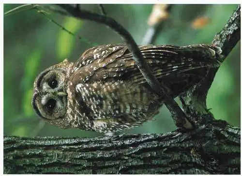 AK / Ansichtskarte  Eule Owl Hibou Chouette-- California southern Columbia 