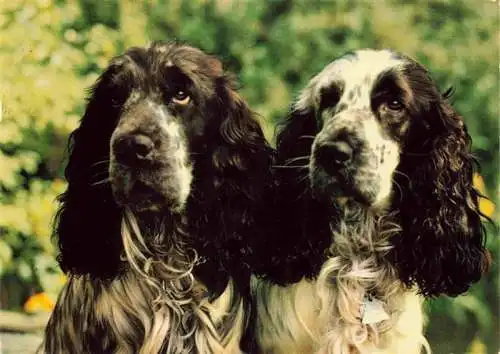 AK / Ansichtskarte  Hunde dogs chiens Schwarz weis Langhaar