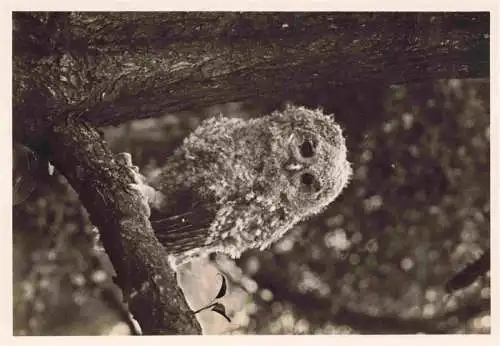 AK / Ansichtskarte  Eule Owl Hibou Chouette-- Junger Waldkauz 