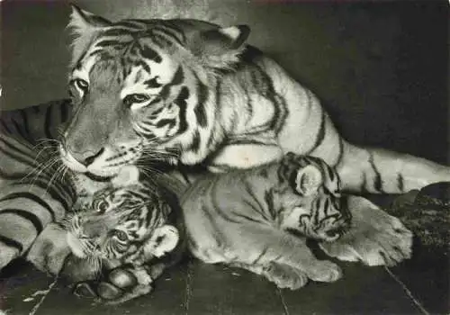 AK / Ansichtskarte  Zoo Gardin Zoologique-- Basel Tiegerin Junge