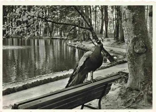 AK / Ansichtskarte  Voegel Birds Oiseaux Lac de Sauvabelin Lausanne Tea Room Grande terrasse ombragee Petitmaitre