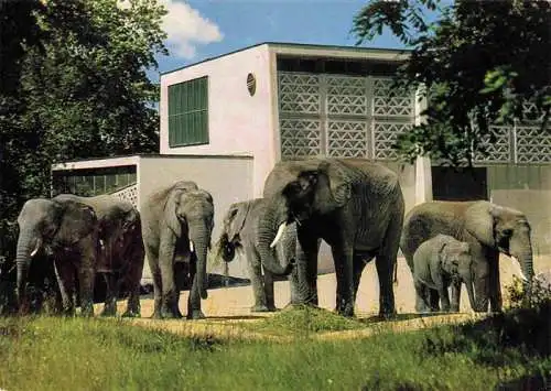 AK / Ansichtskarte  Zoo Gardin Zoologique-- Basel Elefanten Afrikanische