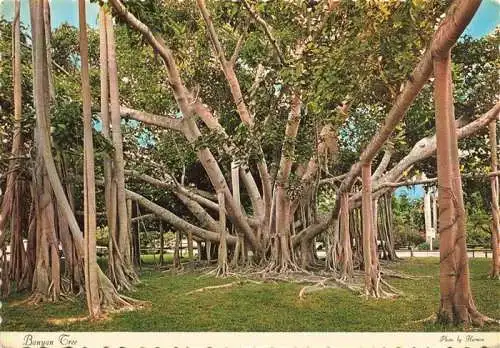 AK / Ansichtskarte  Baeume Trees Arbres Arboles Banyan Florida