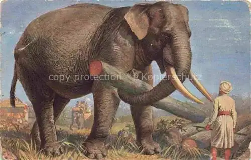 AK / Ansichtskarte  Elefant Holr T.S.N. Nr. 724 