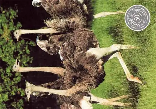 AK / Ansichtskarte  Vogel Strauss Ostrich Autruche Struzzo Avestruz-- Villars les Dombes