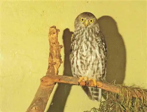 AK / Ansichtskarte  Eule Owl Hibou Chouette-- Barking Ninox connivens