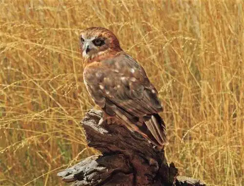 AK / Ansichtskarte  Eule Owl Hibou Chouette-- Southern Boobook Mopoke 