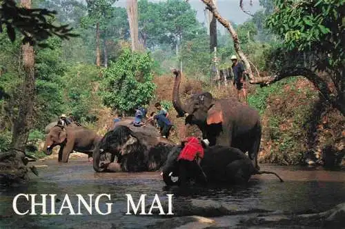 AK / Ansichtskarte  Elefant Bathing Chiang Mai Thailand