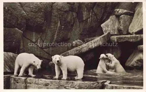 AK / Ansichtskarte  Zoo Gardin Zoologique-- Carl Hagenbecks Altona Stellingen Hamburg Nordland Panorama Eisbaeren